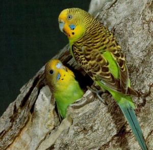 На фото зліва з дупла визирає молодий пташеня, йому не більше 3-х місяців, а поруч праворуч - доросла самка
