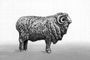 Алтайська порода овець, порода тонкорунних овець шерстно-м'ясного напряму