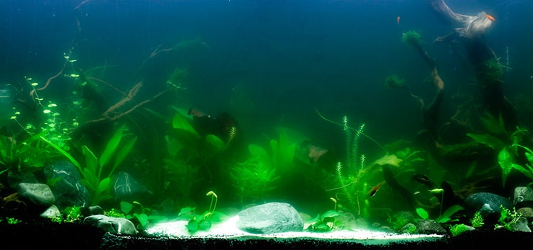 Основними причинами запаху з акваріума виступає відсутність обслуговування акваріума, надмірне годування і слабка аерація