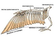 Літальні пір'я, що відходять від кисті, називаються великими (першорядними) маховими крильми першого порядку
